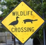 assorted-wildlife-crossing-australia