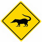 coatimundi-crossing-sign-south-guatemala