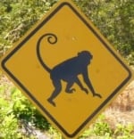 monkey-crossing-sign-costa-rica