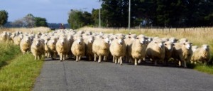 sheep-on-road2