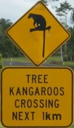 tree-kangaroo-crossing-sign-australia