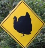 turkey-crossing-sign-guatemala
