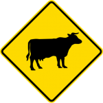 cows