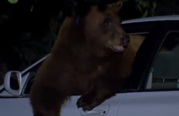 bear in car