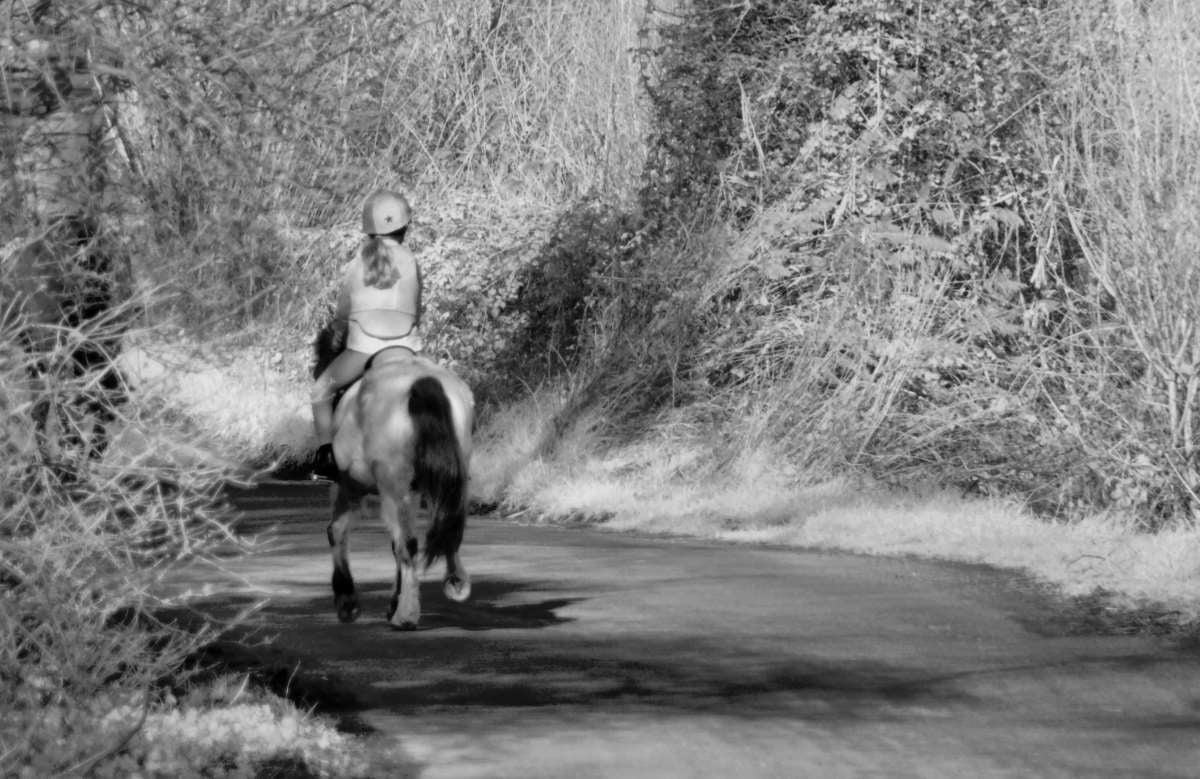 horse and rider on a left hand bend in a narrow lane