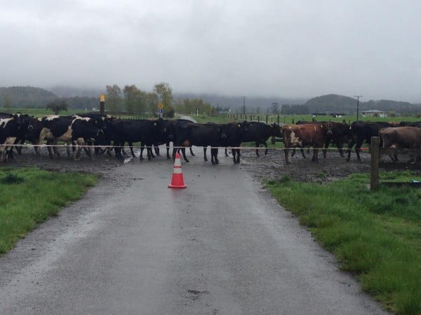 Livestock crossing the road is common in rural New Zealand