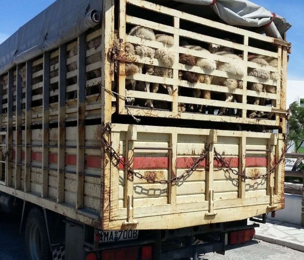 Stock truck with a load of sheep