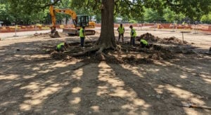 Construction workers in safety vests carefully excavating soil around a large tree with exposed roots at a construction site.
